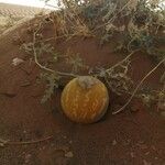 Citrullus colocynthis Fruto