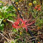 Lycoris radiata Кветка