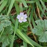 Malva neglectaFlower