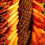 Aloe ferox Flor