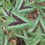 Persicaria capitata 葉