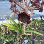 Aeonium arboreumFlower