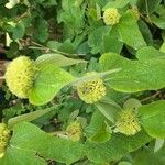 Phlomis russelianaফুল