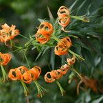Lilium henryi Flor
