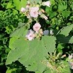 Althaea officinalis Цвят