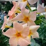 Mandevilla laxa Flower