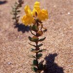 Linaria thymifolia Hábito