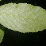 Cleidion castaneifolium Leaf