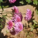 Chrysanthemum × morifoliumŽiedas