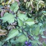 Solanum dulcamara Leaf