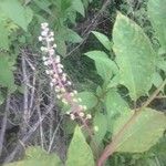 Phytolacca americana Цветок