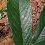Monanthotaxis scamnopetala Leaf