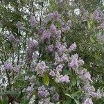 Buddleja officinalis Folha