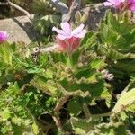 Pelargonium cucullatum Blad