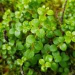 Gaultheria hispidula Leaf