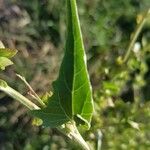 Atriplex micrantha ഇല