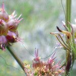 Oenanthe globulosa Fruit