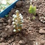 Sedum furfuraceum Leaf