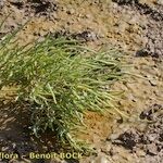 Salicornia procumbens Характер