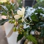 Clerodendrum nutans Flor