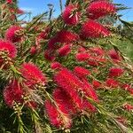 Melaleuca rugulosaFlower