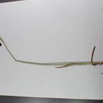 Carex atrofusca Altro