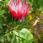 Protea repens Flor