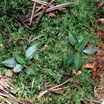 Goodyera repens Облик