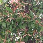 Syzygium jambos Frunză