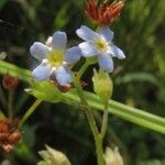 Myosotis laxa Kvet