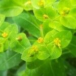 Euphorbia hyberna Kukka
