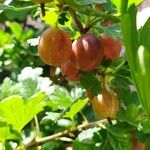 Ribes uva-crispa Frucht