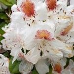 Rhododendron maximum 花