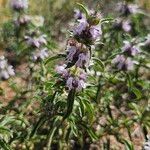 Monarda pectinata Flower