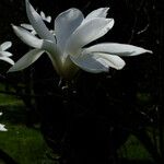 Magnolia salicifolia Flower