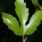 Passiflora vitifolia Leaf