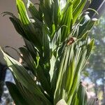 Dracaena arborea Hoja