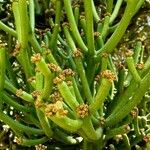 Euphorbia aphylla Virág