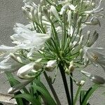 Agapanthus praecoxŽiedas