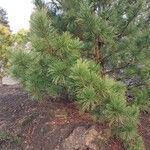 Pinus cembra ഇല