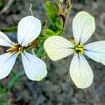 Raphanus raphanistrum Flower