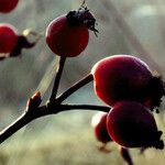 Rosa dumalis Fruit