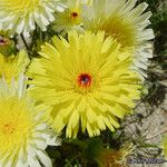 Malacothrix glabrata Flower