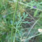 Pimpinella saxifraga Blad