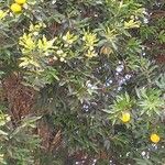 Syzygium jambos Fruct