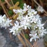 Sedum album Кветка
