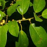 Ficus colubrinae Staniste