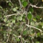 Corokia cotoneaster Liść