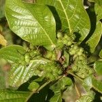 Macaranga corymbosa Hábito