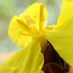 Xyris neocaledonica Flower